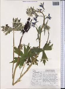 Delphinium trolliifolium A. Gray, Америка (AMER) (США)