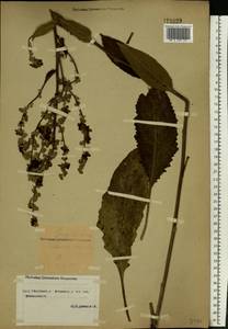 Коровяк Маршаллов Ivanina & Tzvelev, Восточная Европа, Центральный лесостепной район (E6) (Россия)