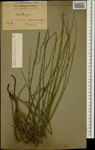 Хондрилла ситниковидная L., Кавказ, Армения (K5) (Армения)