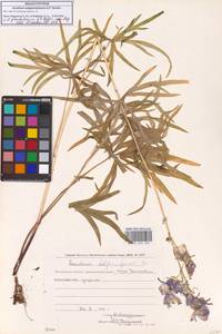 Борец железистый Rapaics, Сибирь, Чукотка и Камчатка (S7) (Россия)