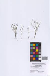 Песколюбочка постенная (L.) Ikonn., Восточная Европа, Нижневолжский район (E9) (Россия)