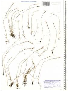 Festuca myuros L., Кавказ, Черноморское побережье (от Новороссийска до Адлера) (K3) (Россия)