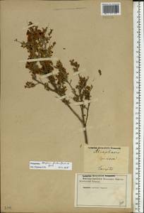 Курчавка шиповатая L., Восточная Европа, Нижневолжский район (E9) (Россия)