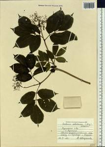 Sambucus racemosa subsp. sieboldiana (Blume ex Miq.) Hara, Сибирь, Дальний Восток (S6) (Россия)