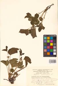 Костяника каменистая L., Восточная Европа, Восточный район (E10) (Россия)