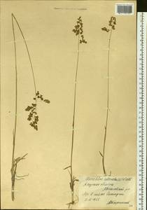 Anthoxanthum nitens (Weber) Y.Schouten & Veldkamp, Сибирь, Дальний Восток (S6) (Россия)