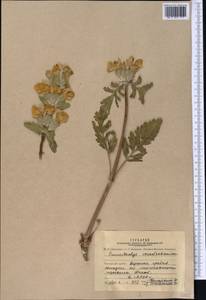 Phlomoides seravschanica (Regel) Adylov, Kamelin & Makhm., Средняя Азия и Казахстан, Памир и Памиро-Алай (M2) (Таджикистан)