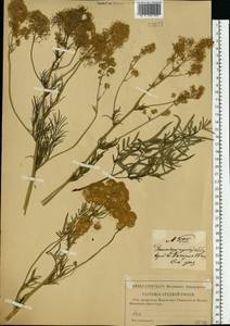 Василисник светлый, Василисник блестящий L., Восточная Европа, Западный район (E3) (Россия)