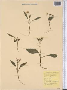 Claytonia caroliniana Michx., Америка (AMER) (США)