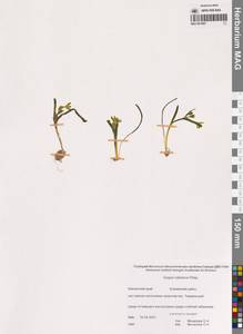 Liliaceae, Сибирь, Чукотка и Камчатка (S7) (Россия)