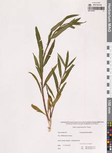 Ива боганидская Trautv., Сибирь, Чукотка и Камчатка (S7) (Россия)