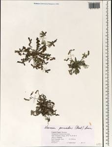 Launaea procumbens (Roxb.) Amin, Зарубежная Азия (ASIA) (Непал)
