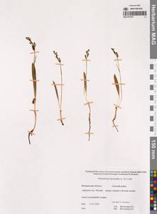 Любка комарниковая (L.f.) Lindl., Сибирь, Чукотка и Камчатка (S7) (Россия)