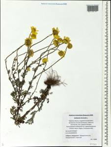 Cota tinctoria subsp. tinctoria, Восточная Европа, Северо-Западный район (E2) (Россия)
