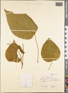 Magnoliopsida, Австралия и Океания (AUSTR) (Самоа)
