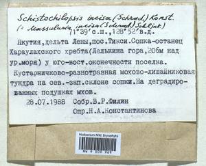 Schistochilopsis incisa (Schrad.) Konstant., Гербарий мохообразных, Мхи - Якутия (B19) (Россия)