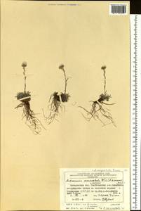Antennaria monocephala subsp. angustata (Greene) Hultén, Сибирь, Чукотка и Камчатка (S7) (Россия)