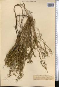 Artemisia kelleri Krasch., Средняя Азия и Казахстан, Средняя Азия и Казахстан (без точных местонахождений) (M0) (Неизвестно)