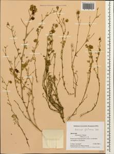 Medicago sativa subsp. glomerata (Balb.) Rouy, Кавказ, Дагестан (K2) (Россия)