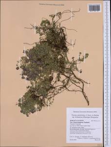 Thymus praecox subsp. polytrichus (A.Kern. ex Borbás) Jalas, Западная Европа (EUR) (Великобритания)