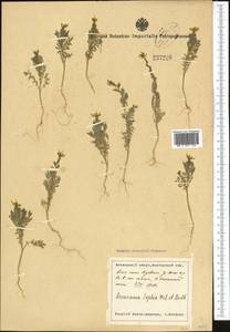 Дескурения Софии (L.) Webb ex Prantl, Средняя Азия и Казахстан, Сырдарьинские пустыни и Кызылкумы (M7) (Узбекистан)