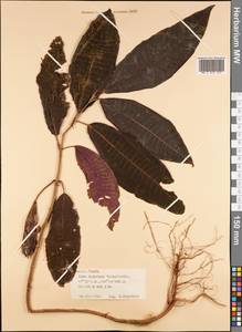 Magnoliopsida, Австралия и Океания (AUSTR) (Французская Полинезия)