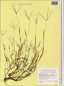 Росичка обыкновенная (Schreb.) Muhl., Кавказ, Краснодарский край и Адыгея (K1a) (Россия)