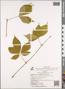 Rubus pseudojaponicus Koidz., Сибирь, Дальний Восток (S6) (Россия)