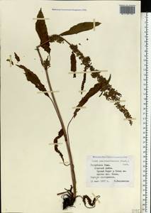 Щавель ложносолончаковый (Borbás) Borbás ex Murb., Восточная Европа, Северный район (E1) (Россия)