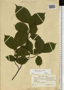 Вяз гладкий, Вяз обыкновенный Pall., Восточная Европа, Белоруссия (E3a) (Белоруссия)