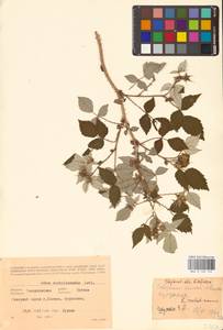 Малина сахалинская H.Lév., Восточная Европа, Восточный район (E10) (Россия)