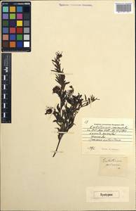 Grevillea sericea subsp. sericea, Австралия и Океания (AUSTR) (Австралия)