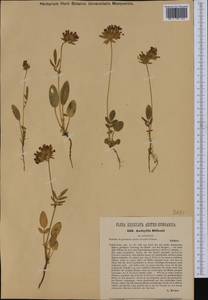 Anthyllis vulneraria subsp. rubriflora (DC.)Arcang., Западная Европа (EUR) (Хорватия)