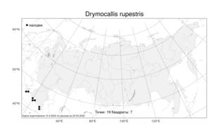 Drymocallis rupestris, Лапчатка скальная (L.) Soják, Атлас флоры России (FLORUS) (Россия)