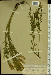 Дрок красильный L., Восточная Европа, Волжско-Камский район (E7) (Россия)