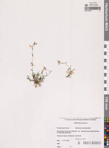 Болотник обыкновенный L., Сибирь, Якутия (S5) (Россия)