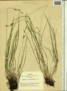 Осока дернистая L., Сибирь, Алтай и Саяны (S2) (Россия)