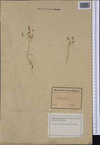 Agrostis pourretii Willd., Западная Европа (EUR) (Франция)