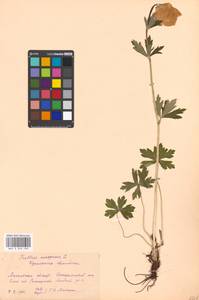 Купальница европейская L., Восточная Европа, Московская область и Москва (E4a) (Россия)