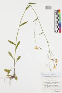 Колокольчик раскидистый L., Восточная Европа, Центральный район (E4) (Россия)