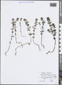 Euphrasia × vernalis List, Восточная Европа, Средневолжский район (E8) (Россия)