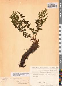 Athyrium cyclosorum (Rupr.) Gilbert, Сибирь, Чукотка и Камчатка (S7) (Россия)