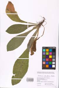 MHA 0 158 856, Коровяк густоцветковый Bertol., Восточная Европа, Центральный лесостепной район (E6) (Россия)