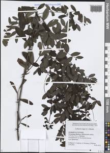 Чина черная (L.) Bernh., Восточная Европа, Центральный район (E4) (Россия)