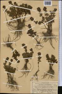 Veronica macrostemon subsp. luetkeana (Rupr.) Elenevsky, Средняя Азия и Казахстан, Западный Тянь-Шань и Каратау (M3) (Казахстан)