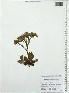 Гониолимон красивый (L.) Boiss., Сибирь, Прибайкалье и Забайкалье (S4) (Россия)