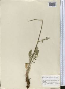 Жабрица скученная (L.) Rchb.fil., Средняя Азия и Казахстан, Джунгарский Алатау и Тарбагатай (M5) (Казахстан)