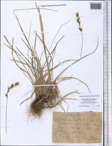 Овес, Средняя Азия и Казахстан, Западный Тянь-Шань и Каратау (M3) (Казахстан)