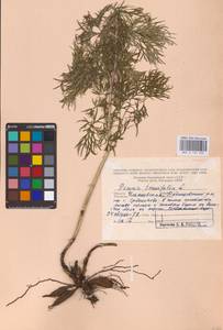 Пион тонколистный L., Восточная Европа, Средневолжский район (E8) (Россия)