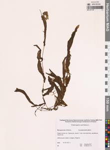 Рдест пронзеннолистный, Рдест стеблеобъемлющий L., Сибирь, Чукотка и Камчатка (S7) (Россия)